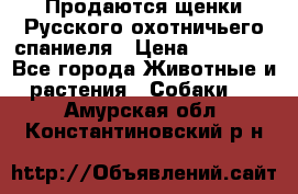 Продаются щенки Русского охотничьего спаниеля › Цена ­ 25 000 - Все города Животные и растения » Собаки   . Амурская обл.,Константиновский р-н